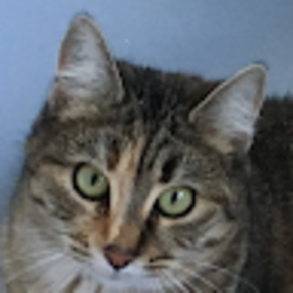 Meet your Posher, Dianne - Picture 1 of 1